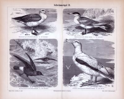 Stich aus 1885 zeigt 4 verschiedene Arten von Schwimmvögeln.