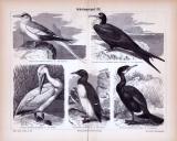 Stich aus 1885 zeigt 5 verschiedene Arten von...