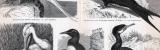 Stich aus 1885 zeigt 5 verschiedene Arten von Schwimmvögeln.