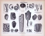 Stich aus 1885 zeigt verschiedene Fossilien aus der...