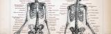 Skelett des Menschen I. ca. 1885 Original der Zeit