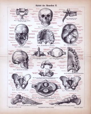 Stich aus 1885 zeigt das menschliche Skelett und seine medizinischen Bezeichnungen.