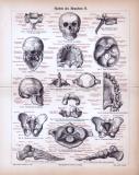 Stich aus 1885 zeigt das menschliche Skelett und seine...