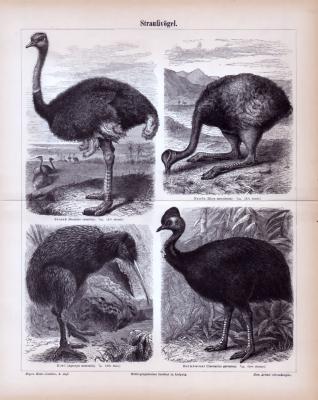 Stiche aus 1885 zeigen 4 Arten von Straußenvögeln in natürlicher Szenerie.