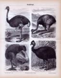 Stiche aus 1885 zeigen 4 Arten von...