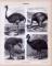 Stiche aus 1885 zeigen 4 Arten von Straußenvögeln in natürlicher Szenerie.
