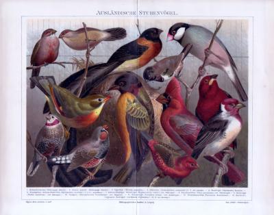 Chromolithographie aus 1885 zeigt verschiedene ausländische Stubenvögel.