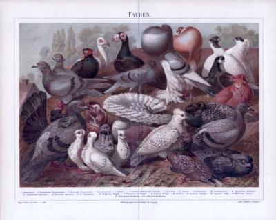 Tauben ca. 1885 Original der Zeit
