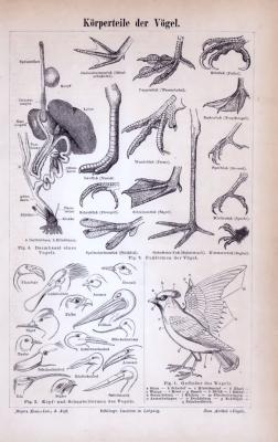 Stich aus 1885 zeigt anatomische Merkmale verschiedener Vögel.