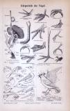 Stich aus 1885 zeigt anatomische Merkmale verschiedener...