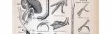 Anatomie der Vögel ca. 1885 Original der Zeit