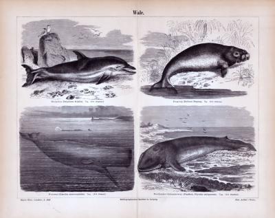 Wale ca. 1885 Original der Zeit