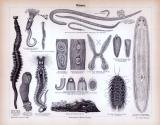 Stiche aus 1885 zeigen verschiedene Arten von Würmern.
