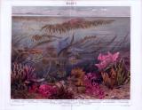 Die Chromolithographie von 1893 zeigt Algen in einem Ozean abgebildet. Es sind 20 verschiedene Algenarten in farbiger Abbildung enthalten.