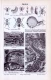 Der Stich zeigt Ameisen, Ameisenlarven und Ameisenpuppen, sowie Szenen aus deren Umgebung. Dargestellt sind verschiedene Ameisenarten. Hergestellt in 1893.