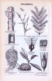Ameisen + Ameisenpflanzen ca. 1893 Original der Zeit