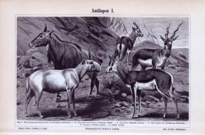 Antilopen I. + II. ca. 1893 Original der Zeit