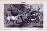 Der Abdruckd es Stiches von 1893 zeigt fünf Antilopenarten in einer Bergumgebung. Die Hirschziegenantilope, Steppenantilope, Gazelle, Springbock und Nylgau.