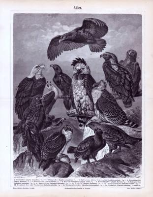 Der Druck aus 1893 zeigt 14 verschiedene Adlerarten. Steinadler, Königsadler, Schreiadler, Steppenadler, Zwergadler, Keilschwanzadler, Habichtsadler, Schopfadler, Kampfadler, Harpyie, Schreiseeadler, Seeadler, Weißkopfseeadler und Flußadler.