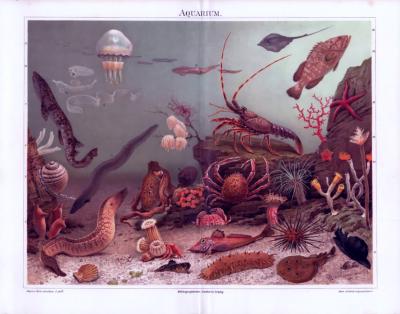 Die Chromolithographie zeigt verschiedene Meerestiere in derren natürlicher Umgebung.
