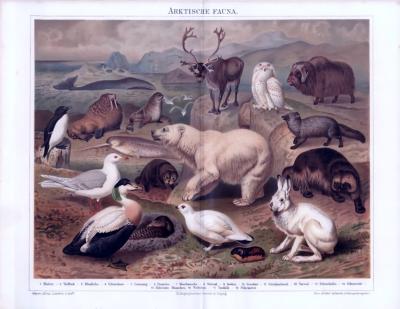 Die Chromolithographie von 1893 zeigt 18 verschiedene Tiere in ihrem arktischen Lebensraum.