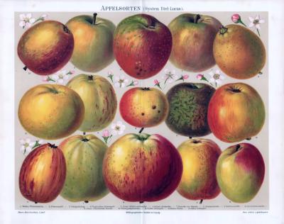 Apfelsorten System Diel-Lucas ca. 1893 Original der Zeit