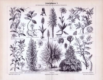 Arzneipflanzen I. ca. 1893 Original der Zeit