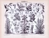 Stich aus 1893 zeigt verschiedene Pflanzen, die zur Arzneimittelherstellung verwendet werden. Details wie Wurzel, Durchschnittansichten von Blüten, Früchten sind ebenso abgebildet.