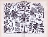 Stich aus 1893 zeigt verschiedene Pflanzen, die zur Arzneimittelherstellung verwendet werden. Details wie Wurzel, Durchschnittansichten von Blüten, Früchten sind ebenso abgebildet.