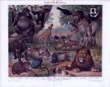 Chromolithographie zum Thema Äthiopische Fauna aus dem Jahr 1893. Es weden 18 verschiedene regional heimische Tiere dargestellt.