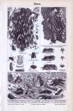 15 verschiedene Stiche Abbildungen aus 1893 zum Thema Bienen.
