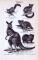 Stich aus 1893 mit 5 Abbildungen von Beuteltieren. Zu sehen sind ein Zuckereichhorn, Fuchskusu, Koala, Wombat und Riesenkänguruh.