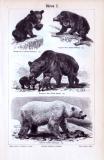Stich aus  1893 zum Thema Bären. Hier abgebildet in einzelnen Szenen sind Kragenbär, Lippenbär, Braunbär und Eisbär. Die Rückseite zeigt einen Stich mit Waschbär, Panda, Weißrüsselbär sowie Binturong in 4 einzelnen Szenen.