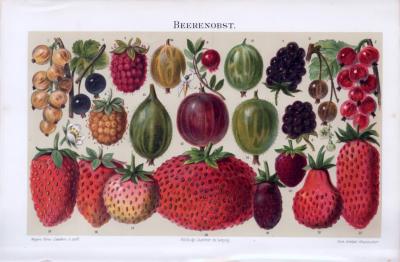 Chromolithographie zum Thema Beerenobst aus 1893. Abgebildet sind 22 verschiedene Beerenobstsorten.