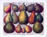 Farbige Chromolithographie aus 1893. Gezeigt werden 15 verschiedene Birnensorten anhand Ihrer Früchte nach dem System Lucas.