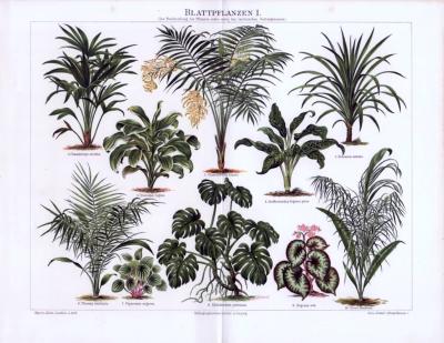 Blattpflanzen I. ca. 1893 Original der Zeit