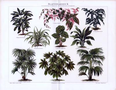 Farbige Chromolithographie aus 1893 mit Abbildungen von 9 Blattpflanzen. Mit lateinischen Gattungsnamen.