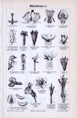 Blütenformen I. + II. ca. 1893 Original der Zeit