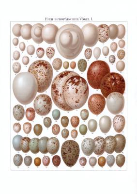 Die farbige Chromolithographie aus 1893 zeigt Abbildungen von 78 verschiedenen Eiern europäischer Vögel.