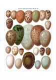 Die farbige Chromolithographie aus 1893 zeigt Abbildungen von 26 verschiedenen Eiern europäischer Vögel.