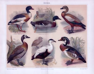 Chromolithographie aus 1893 zeigt 6 verschiedene Entenarten.