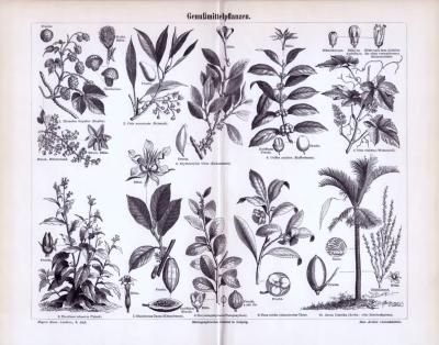 Genußmittelpflanzen ca. 1893 Original der Zeit