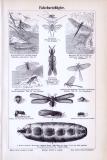 Stich aus dem Jahr 1893 zeigt Insekten aus der Familie der Falschnetzflügler.