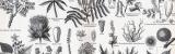 Stich aus 1893 zeigt verschiedene Farbepflanzen und deren...