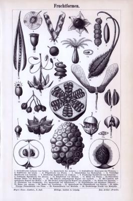 Fruchtformen ca. 1893 Original der Zeit