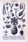 Stich aus 1893 zeigt Früchte verschiedener Pflanzen.