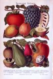 Chromolithographie aus 1893 zeigt die Früchte von 10 verschiedenen Obstsorten.