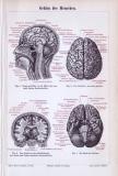 Medizinische Abhandlung aus 1893 zeigt das Gehirn des Menschen in verschiedenen Parspektiven.
