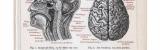 Gehirn des Menschen ca. 1893 Original der Zeit