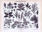 Stich aus 1893 zeigt 11 Pflanzen die nutzwirtschaftliches...